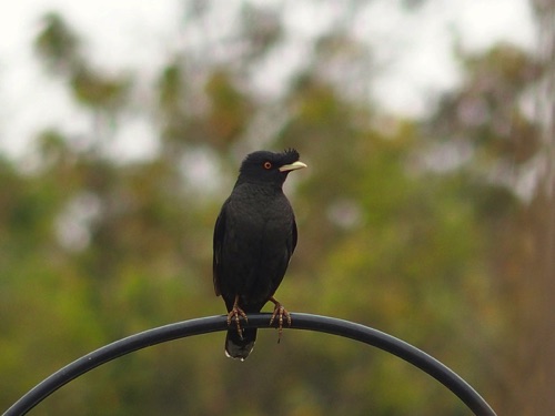 Crested Myna
Grounds of the Chinese University